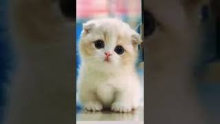 Cat gif
