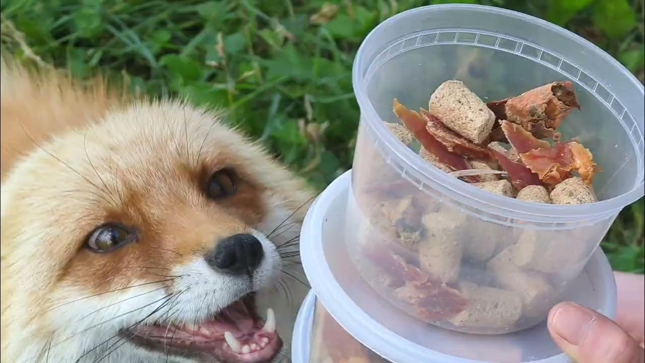 Fun with Dixie and Finnegan at Save A Fox rescue YouTube