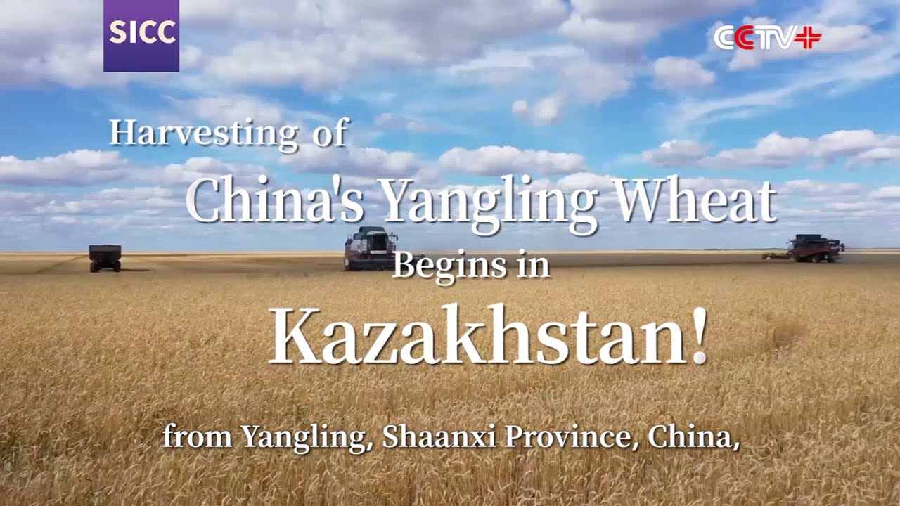 Yangling Spring Harvesting of China's Yangling Wheat Begins in Kazakhstan! - YouTube