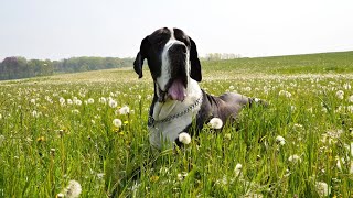 Great Dane and Household Safety Tips