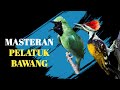 Masteran Pelatuk Bawang Untuk Isian Cucak Ijo Juara