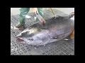 شاهد تقطيع سمكة تونة ضخمة ✱ أسماك التونة الطازجة... شيء رهيب #2