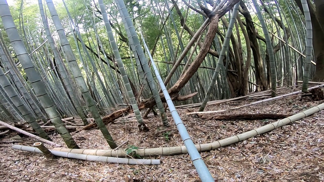 [10000ダウンロード済み√] 竹を切る 129058竹を切る時期