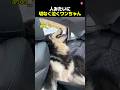 ワンちゃんが人みたいに切なく泣く理由