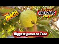 Today Soft Food : Socked Beans | Biggest Guava found on tree 