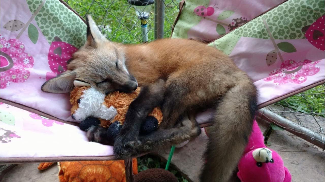 Fox dreaming. Спящие лисы. Лисичка в кроватке. Лисы спят.