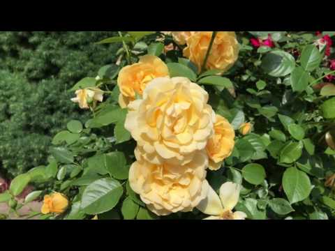 Видео: Хавар ямар цэцэг хамгийн түрүүнд цэцэглэдэг вэ