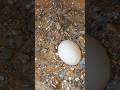 hamrai mugri na 1 eggs de diya 🥚 🫶 #birds #pigeonhouse #minivlog #shortvideo #foryou #fypシ゚viral