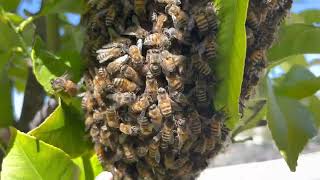 WHY DO BEES SWARM - simple explanation