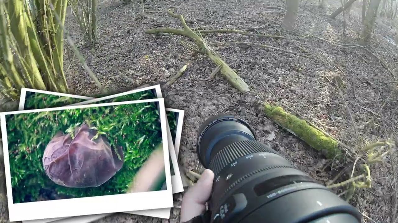 Sigma 150-600 mm f/5-6.3 DG OS HSM Contemporary + Canon EOS m50 POV