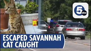 Olmsted Township Police Capture Escaped Savannah Cat