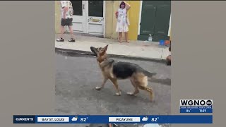 Dog pop bubbles for Bubble Day in the French Quarter