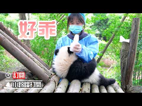 看過來！飼養員喂熊貓寶寶喝瓶瓶奶 | iPanda熊貓頻道《熊貓早晚安》