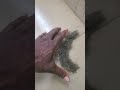 Dog: black boerboel 2 yrs old shade this much hair any idea?