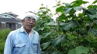 有機栽培農家 - 清水孫一さんその1  (Tokyoで田舎暮らし)