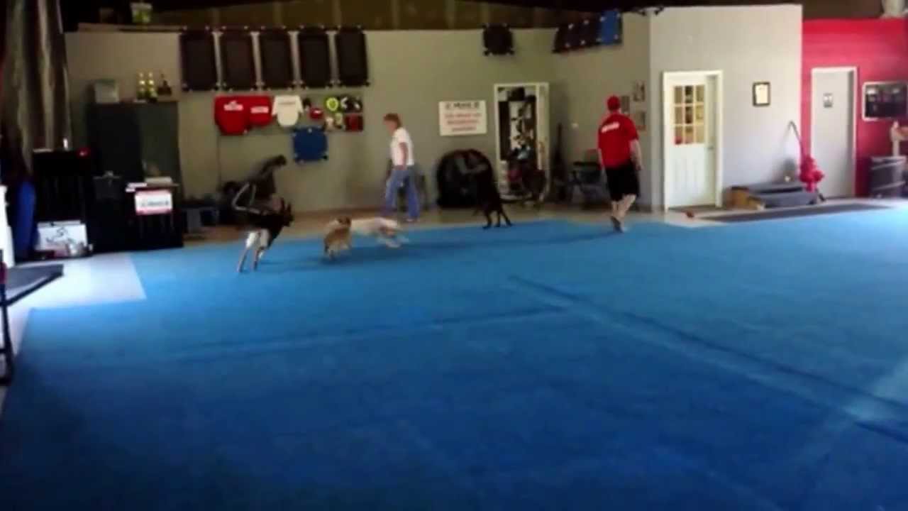 A Tour Of Sit Means Sit Cleveland Akron S Training Boarding