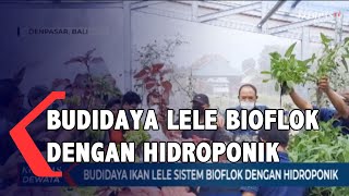 Budidaya Lele Bioflok Dengan Hidroponik screenshot 1