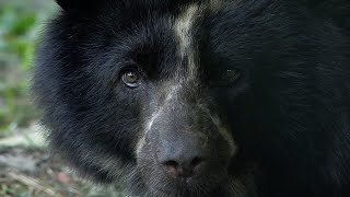 How Can Bees Save Bears? | BBC Earth Witness I BBC Earth