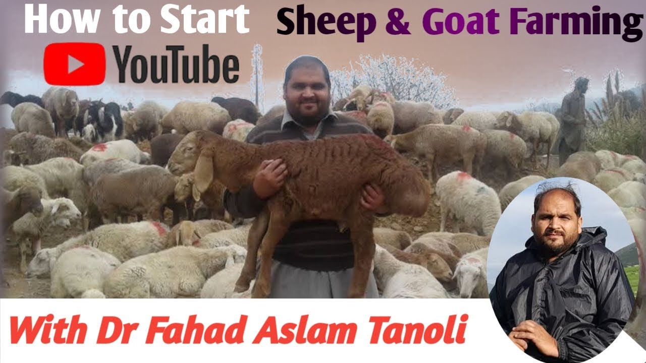 how-to-start-sheep-goat-farming-in-pakistan-with-dr-fahad-aslam