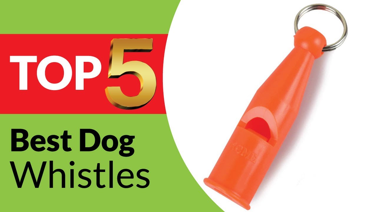 Top 5 Best Dog Whistles Review of 2024 [Buying Guide] YouTube