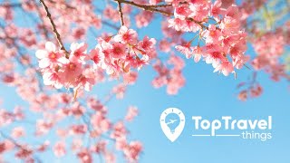 Most beautiful CHERRY BLOSSOM Trees in the World