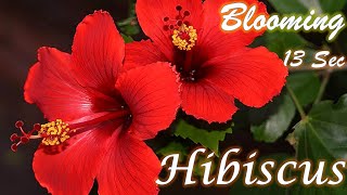 Time Lapse blooming flower in my garden |#shorts |good morning| good night whatsapp status screenshot 5