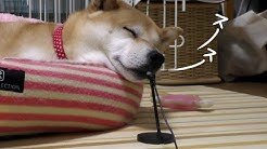 柴犬小春kohachannel Youtube
