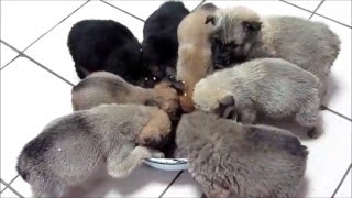 Щенки ищут дом! (Приют "Чип и Дейл" г. Мариуполь) Щенки ищут дом! (Приют "Чип и Дейл" г. Мариуполь)