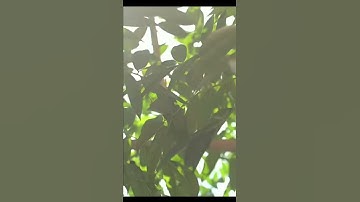 قراءة خاشعة لسورة الفاتحة بصوت القارئ محمد السهيلي