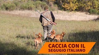 Il segugio italiano: caccia e addestramento
