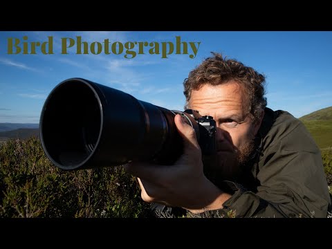 Video: Bird golden plover: description and photo