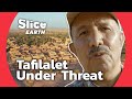 Earth Walls vs. Sand: Saving Morocco's Receding Oases | SLICE EARTH