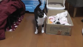 Mommy cat sweating as kitten moving doesn't go very well.