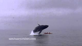 Humpback Whale Breaches on Top of Kayakers