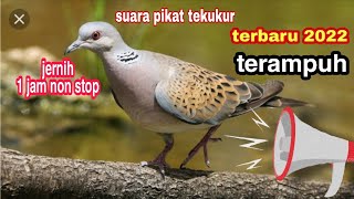 SUARA PIKAT BURUNG TEKUKUR TERBARU 2022#SUARA JERNIH DURASI 1 JAM