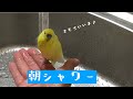 【暮らしvlog】　ただただかわいいインコの朝シャワー　朝ごはん　お香