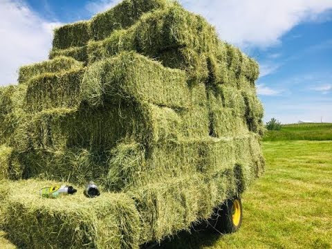 Laina's surgery update / Coming hay and grain prices June 2019