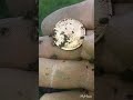GOLD & SILVER COIN SPILL !!   Metal Detecting Pittsburgh .