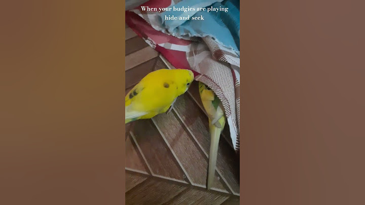 When your budgies are playing hide-and-seek 🤭🐥 #birds #viral #viralvideo #fun #funny #trending #yt