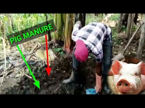 Video: Marsvinegødning - Sådan bruges marsvinegødning i haver