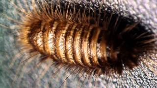 From The Hirox Kh - 8700 3D Digital Microscope Resimi