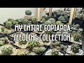 My entire Copiapoa seedling "collection"! | 36 different Copiapoa "varieties"