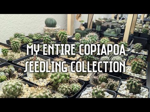 My entire Copiapoa seedling 