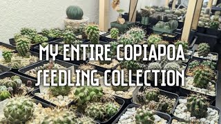 My entire Copiapoa seedling collection! | 36 different Copiapoa varieties