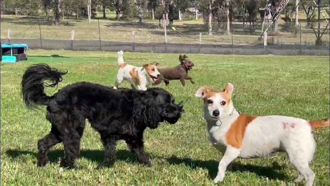 Jump around, Jump Up, Jump Up & Get Down with these Pawty animals as they run YouTube