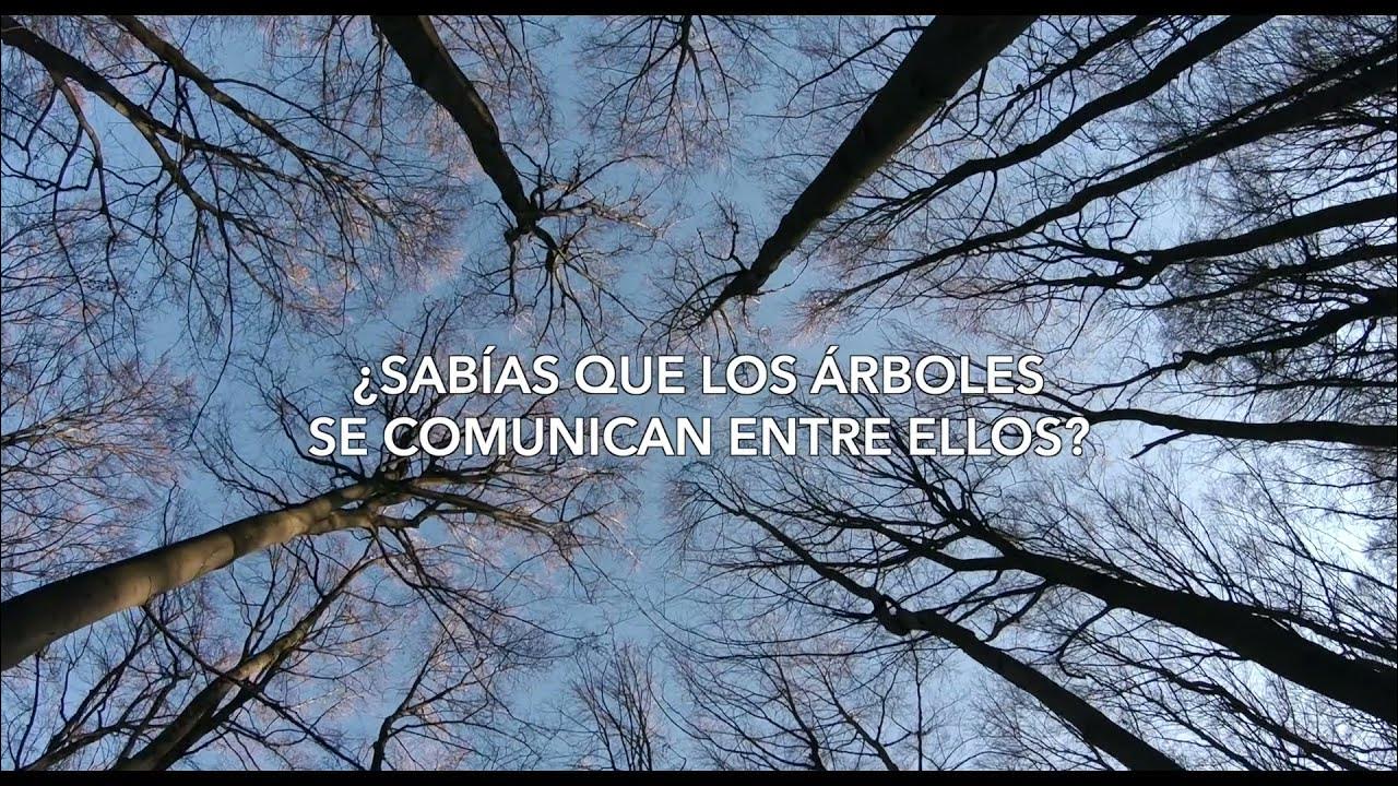 La vida secreta de los árboles | Tráiler subtitulado | StyleFeelFree -  YouTube