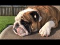 Reuben the Bulldog: The Terrible Two's