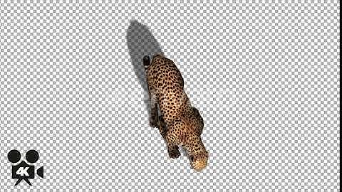 4K Cheetah Eating - With Shadow | Motion Graphics - Envato elements