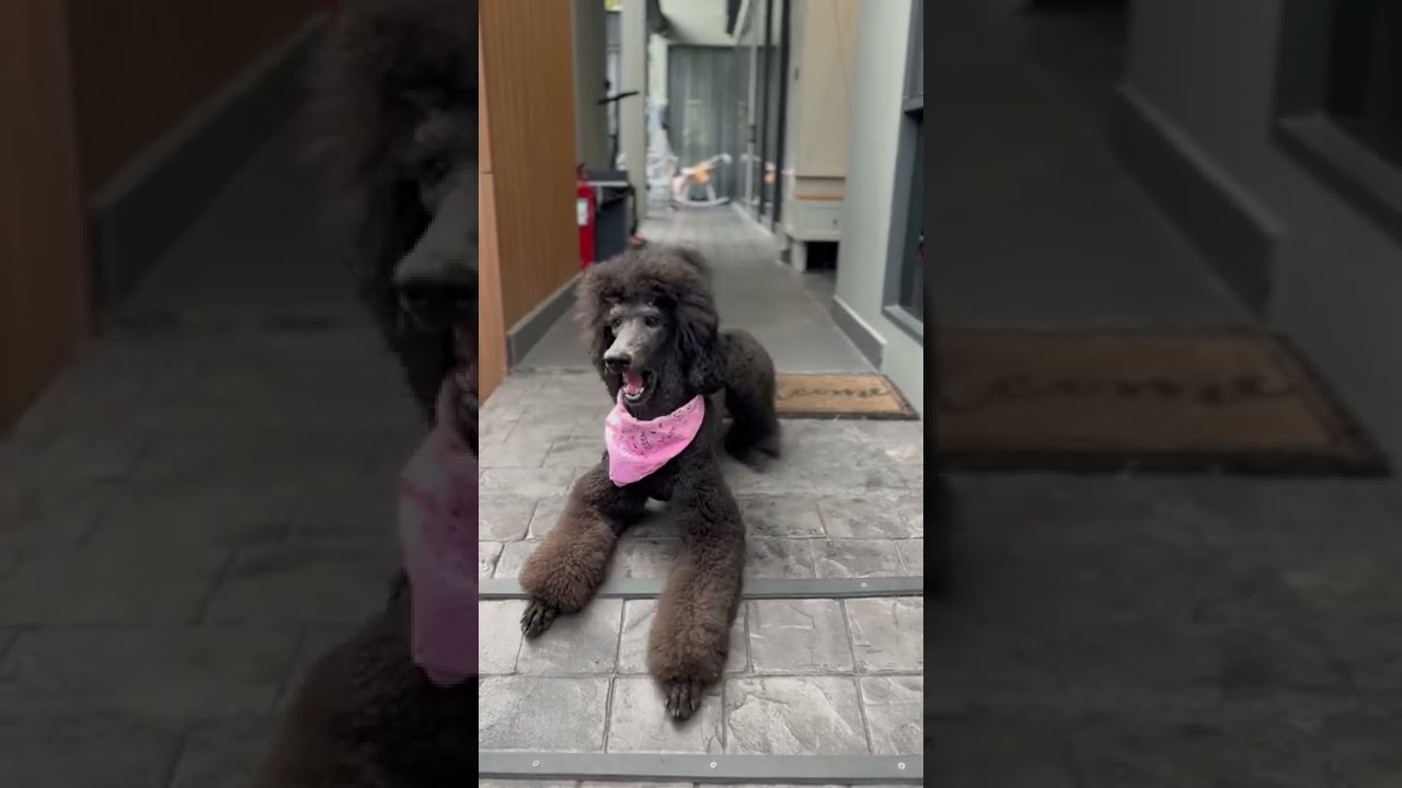 Teddy bear haircut on a poodle