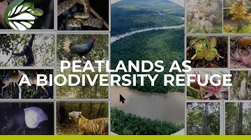 Peatlands, a Super Nature Based Solution